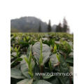 Health Care High Quality Health Benefits Pure Green Tea